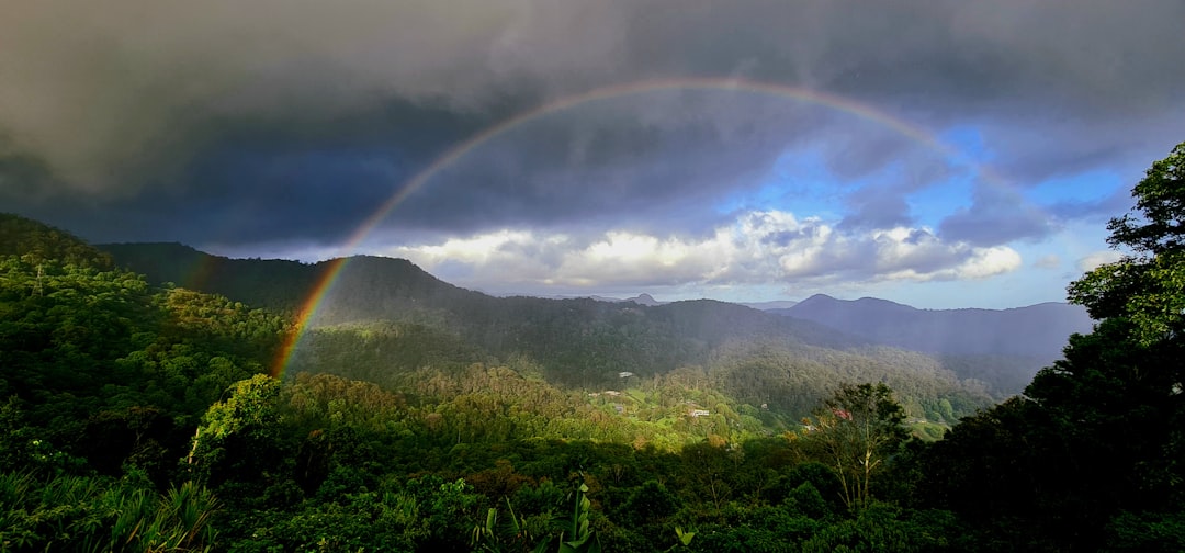 a rainbow in the sky over a lush green forest